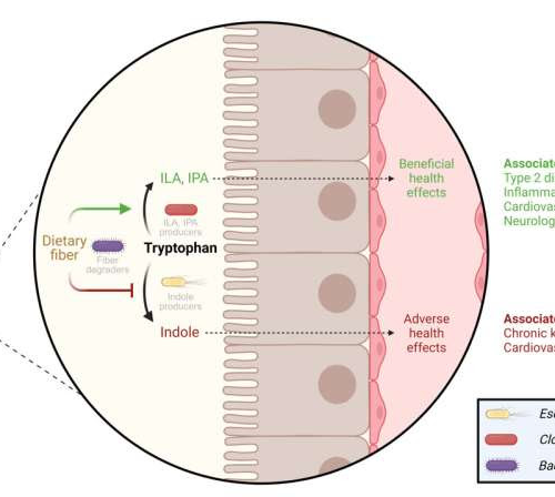 Dietary fiber found to regulate gut bacteria’s use of tryptophan, impacting health