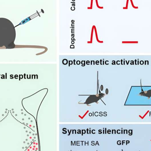 Researchers unveils a critical role of the lateral septum in drug addiction