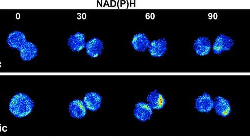 Research harnesses machine learning and imaging to give insight into stem cell behavior