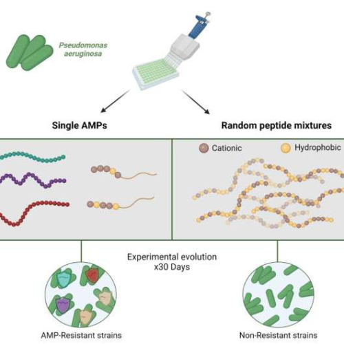 Treatment with a mixture of antimicrobial peptides found to impede antibiotic resistance