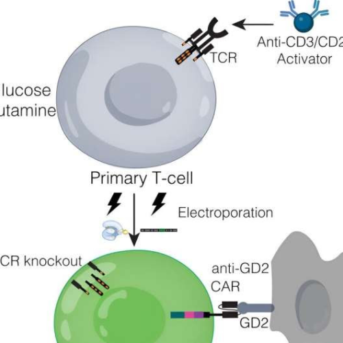 Serendipity reveals new method to fight cancer with T cells