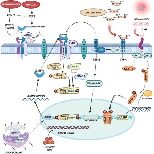 Exploring the impact of iron overload on mitochondrial DNA in β-thalassemia