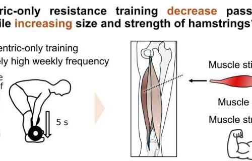 Study shows that eccentric-only resistance training can lower passive muscle stiffness