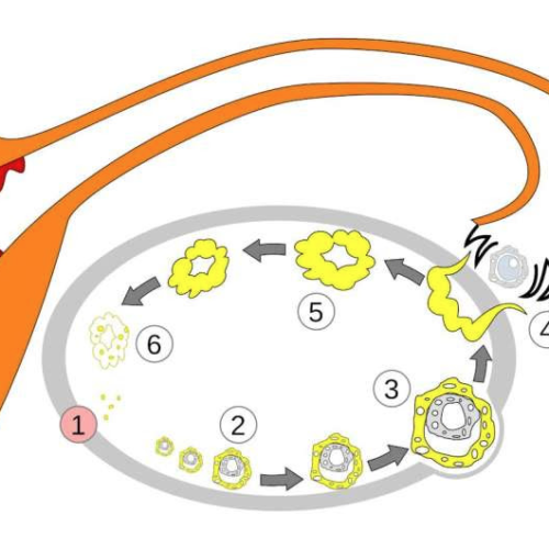 Menstrual cycle is a vital sign and important indicator of overall health. Two reproductive health experts explain