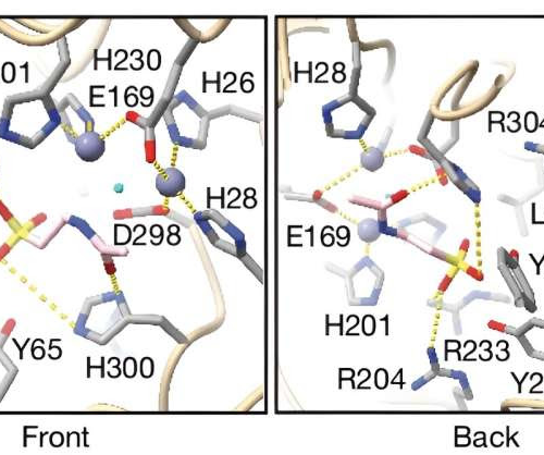 Research illuminates benefits of taurine: Q&A with professor of pathology