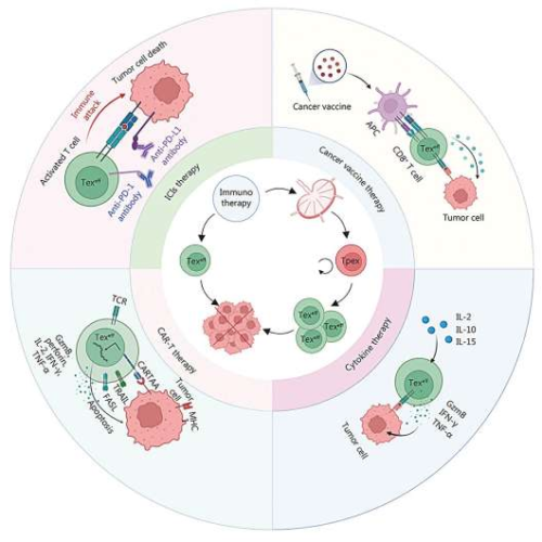 Tpex cells: A game-changer in targeted tumor immunotherapy