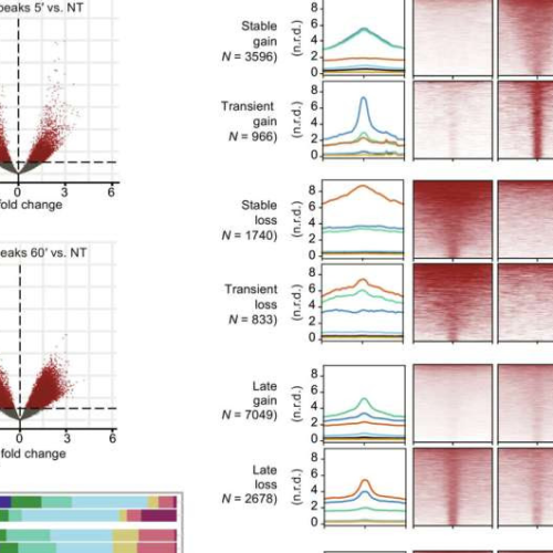 Newly discovered mechanism halts tumor cell replication