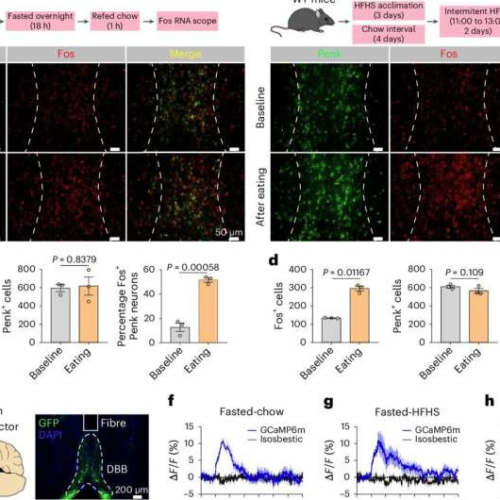 Eating for necessity or pleasure? There is a brain circuit for that