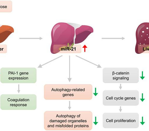 Molecular targets of microRNAs during liver regeneration after acute injury: Recent advances