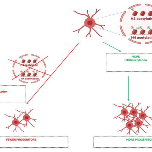 Study reveals unique histone tag in oligodendrocyte progenitor cells, opening doors for advanced myelin repair therapies