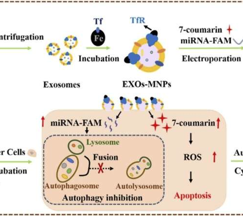 Engineered exosome-based drug delivery system shows promise for ovarian cancer therapy