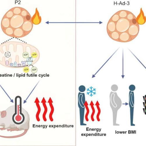 A new class of beige fat cells that burn energy via ‘futile cycles’ could lead to better metabolic health