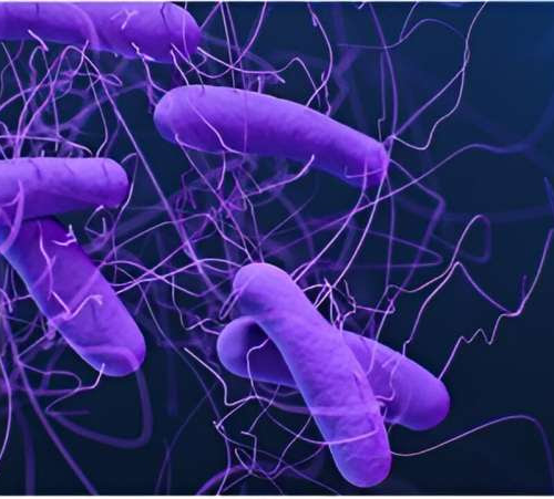 Study identifies protein that affects health of gut microbiota and response to bacterial infection