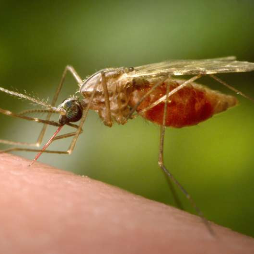 EEE, West Nile, malaria: Know the difference between these mosquito-borne diseases