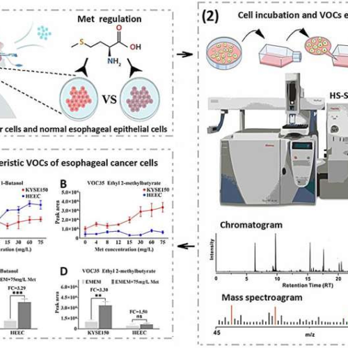 New study reveals potential for noninvasive esophageal cancer screening through VOC analysis