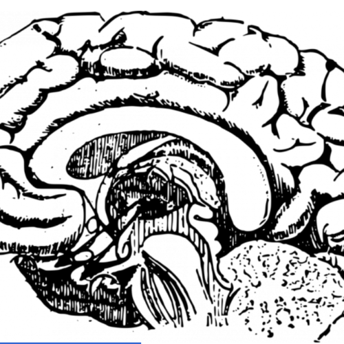 Study uncovers unique brain plasticity in people born blind