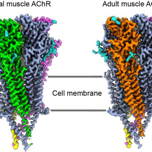 Unraveling a key junction underlying muscle contraction