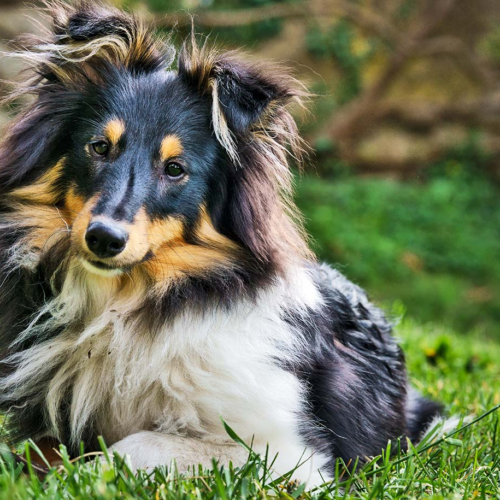 DOG DISEASE COULD CLARIFY CYSTIC FIBROSIS IN PEOPLE