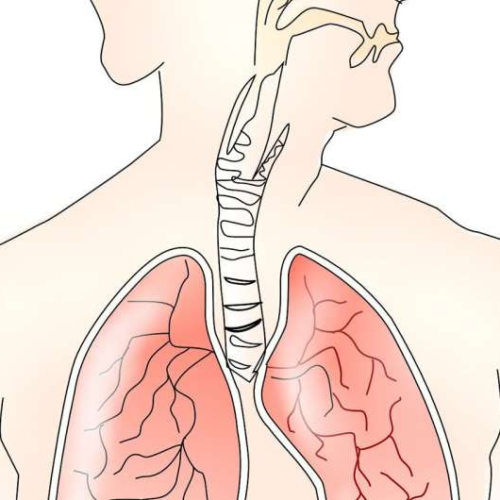 Breathing easier: Nature-inspired treatments could relieve acute respiratory distress