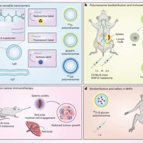 New study shows polymersomes’ potential in cancer immunotherapy