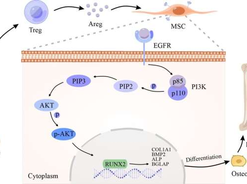 A distinct ‘repair’ role of regulatory T cells in fracture healing