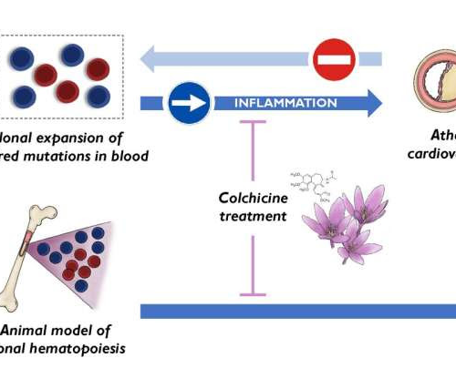 Scientists discover a new cardiovascular risk factor and identify a drug able to reduce its effects