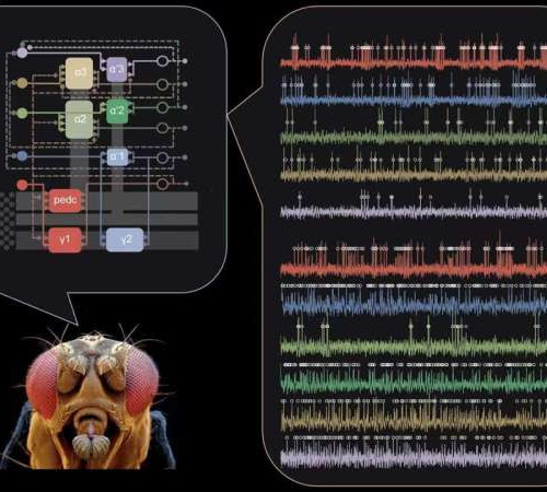 Scientists uncover the role of dopamine in mediating short-term and long-term memory dynamics