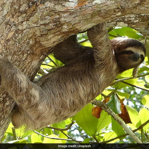 Sloth Borne Virus That Has Killed People In Their 20s Rapidly Spreading In Europe