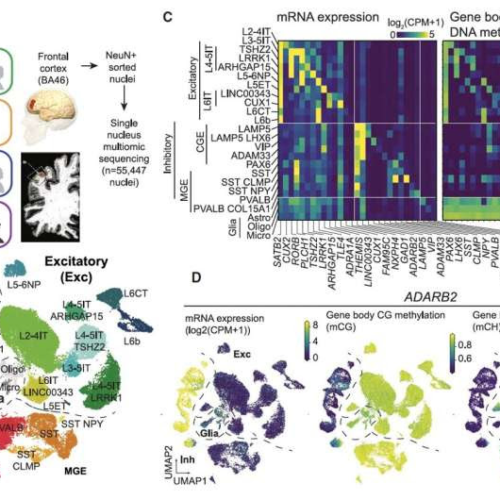 Study explores the cell-type-specific effects of aging and sex on human cortical neurons