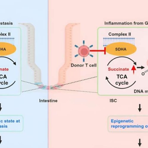 Inflammation imprints lasting effects on intestinal stem cells, researchers discover