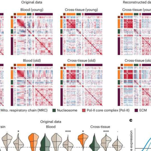 Gene regulation study finds coordination between basic cellular processes is lost with increasing age