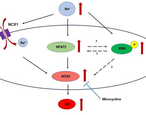 Microglial responses to hypernatremia: new insights into brain health