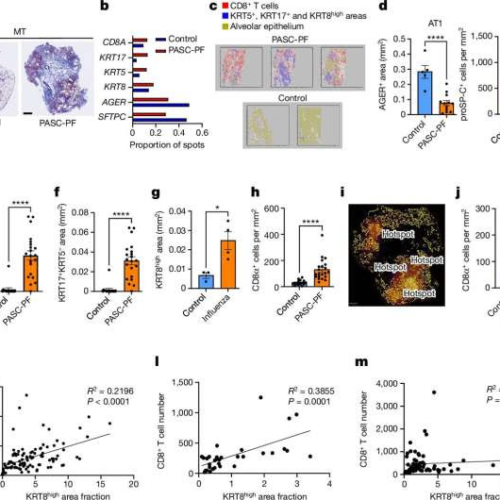 Immune pathways can prevent lung healing after viral infection, study shows