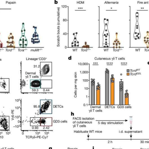 Researchers identify mechanism underlying allergic itching, and show it can be blocked