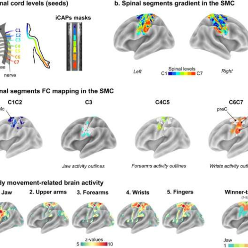 Research team successfully maps the brain-spinal cord connection in humans