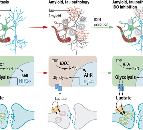 Could Nixing a Tryptophan Metabolite Temper Alzheimer’s?