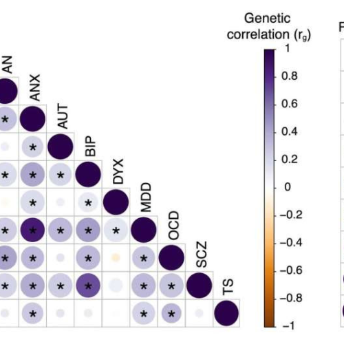 Dyslexia and ADHD share genetic links, study shows