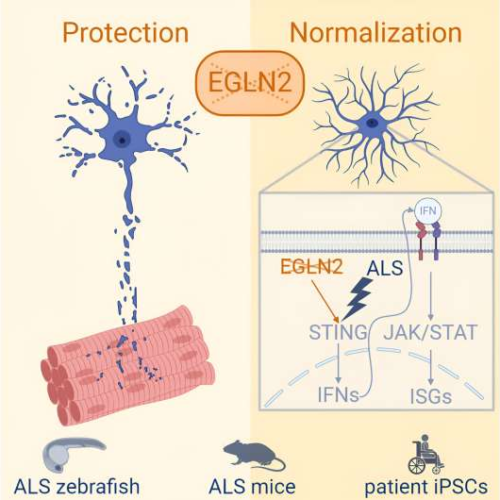 New research identifies potential therapeutic target for amyotrophic lateral sclerosis