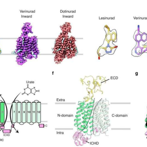 Urate transporter structures reveal the mechanism behind important drug target for gout