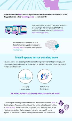 Hallucinations from flickering lights: what happens in our brain?