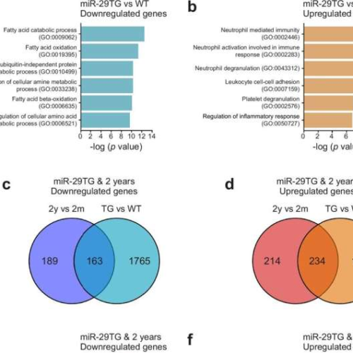 Small RNA molecule plays role in driving aging, research confirms