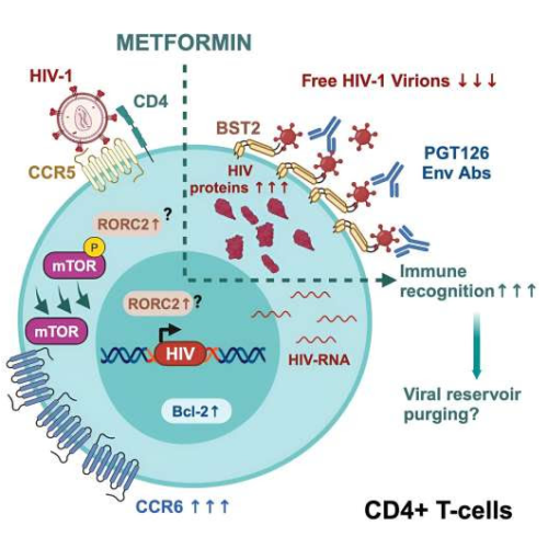 Diabetes drug helps the immune system recognize reservoirs of HIV, study discovers