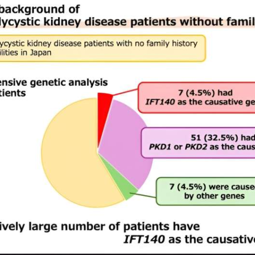 Genetic analysis sheds light on the role of IFT140 in polycystic kidney disease