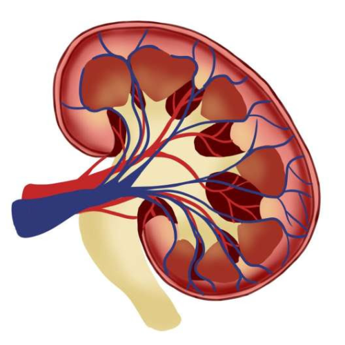 Semaglutide’s cardiovascular benefits are maintained in people with impaired kidney function, research finds