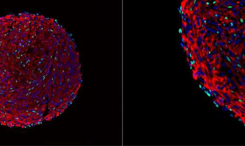 3D organoid culture method can generate large numbers of muscle cells in vitro