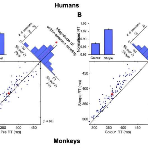 Study reveals how, when and where non-invasive brain stimulation influences neuronal activity and cognition