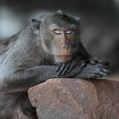 The brain aged more slowly in monkeys given a cheap diabetes drug