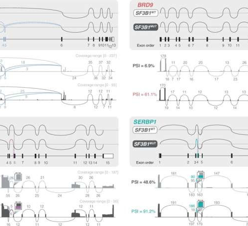 RNA-sequencing study provides novel insights into chronic lymphocytic leukemia