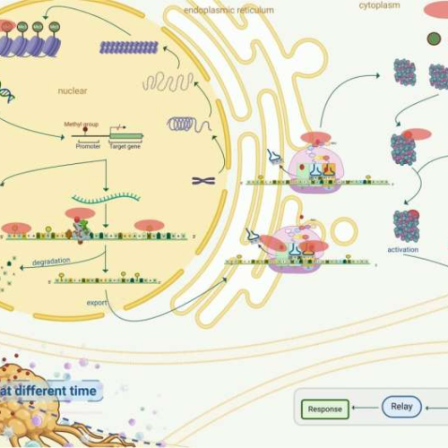 METTL family: A key regulator of cellular function in health and disease