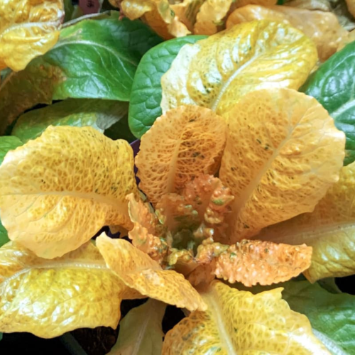 “Golden Lettuce” genetically engineered to pack 30 times more vitamins